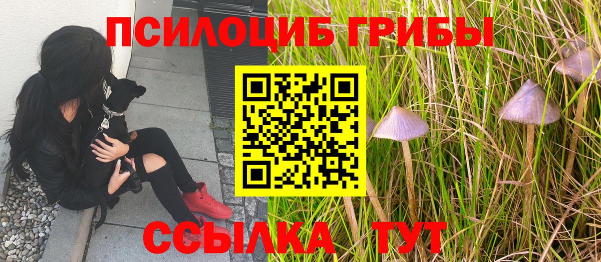 купить наркотик  Балашов  Псилоцибиновые грибы Psilocybine cubensis 